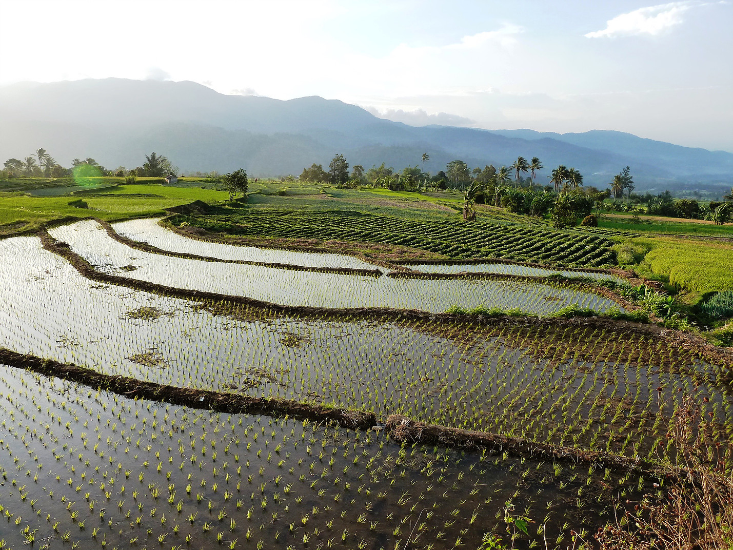 Voyage vélo Indonésie, Voyages d'Ailleurs, rizières en terrasses, Solok, Sumatra, Indonésie